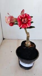 ENXERTO 12108  – 20cm (cor LM 725)