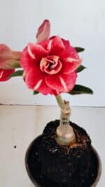 ENXERTO 12108  – 20cm (cor LM 725) - Imagem 3