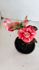 ENXERTO 12108  – 20cm (cor LM 725) - Imagem 5