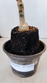 ENXERTO 12108  – 20cm (cor LM 725) - Imagem 6