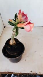 ENXERTO 12108  – 20cm (cor LM 725) - Imagem 4