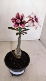 ENXERTO 12109  – 20cm (cor LM 976) - Imagem 2