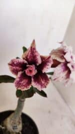 ENXERTO 12109  – 20cm (cor LM 976)