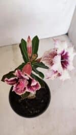 ENXERTO 12109  – 20cm (cor LM 976) - Imagem 4