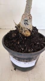 ENXERTO 12109  – 20cm (cor LM 976) - Imagem 6