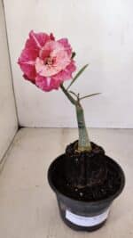 ENXERTO 12110  – 20cm (cor LM 913) - Imagem 2