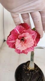 ENXERTO 12110  – 20cm (cor LM 913) - Imagem 5