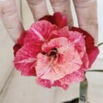 ENXERTO 12110  – 20cm (cor LM 913)