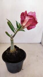 ENXERTO 12110  – 20cm (cor LM 913) - Imagem 4