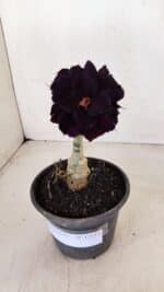 ENXERTO 12111  – 20cm (cor LM 442) - Imagem 2