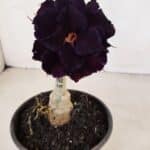 ENXERTO 12111  – 20cm (cor LM 442)