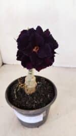 ENXERTO 12111  – 20cm (cor LM 442)