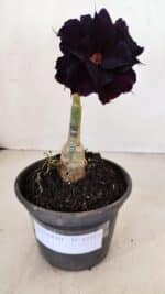 ENXERTO 12111  – 20cm (cor LM 442) - Imagem 4