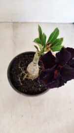 ENXERTO 12111  – 20cm (cor LM 442) - Imagem 6