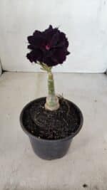 ENXERTO 12111  – 20cm (cor LM 442) - Imagem 3