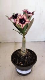 ENXERTO 12112  – 20cm (cor LM 424) - Imagem 2