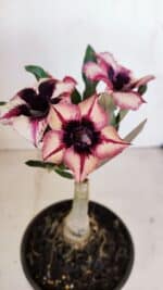 ENXERTO 12112  – 20cm (cor LM 424) - Imagem 3