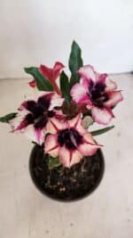 ENXERTO 12112  – 20cm (cor LM 424)