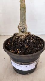 ENXERTO 12112  – 20cm (cor LM 424) - Imagem 7