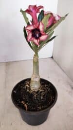 ENXERTO 12112  – 20cm (cor LM 424) - Imagem 5