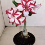 ENXERTO 12113  – 20cm (cor LM 797) Id: FERRARI