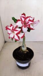 ENXERTO 12113  – 20cm (cor LM 797) Id: FERRARI