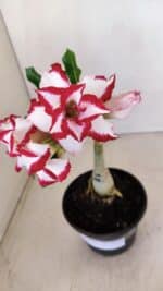 ENXERTO 12113  – 20cm (cor LM 797) Id: FERRARI - Imagem 3