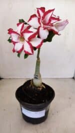 ENXERTO 12113  – 20cm (cor LM 797) Id: FERRARI - Imagem 6