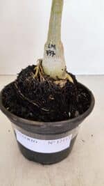 ENXERTO 12113  – 20cm (cor LM 797) Id: FERRARI - Imagem 5