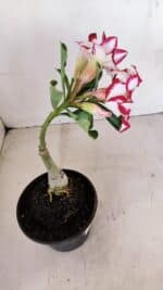 ENXERTO 12113  – 20cm (cor LM 797) Id: FERRARI - Imagem 4