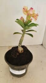 ENXERTO 12114  – 20cm (cor LM 998) - Imagem 2