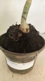 ENXERTO 12114  – 20cm (cor LM 998) - Imagem 8