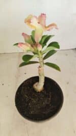 ENXERTO 12114  – 20cm (cor LM 998) - Imagem 7