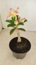 ENXERTO 12114  – 20cm (cor LM 998) - Imagem 6