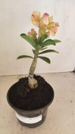 ENXERTO 12114  – 20cm (cor LM 998) - Imagem 4