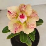 ENXERTO 12114  – 20cm (cor LM 998)