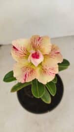 ENXERTO 12114  – 20cm (cor LM 998)