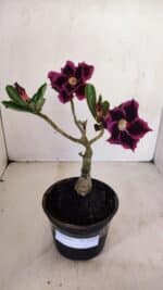 ENXERTO 12115  – 20cm (cor LM 973)