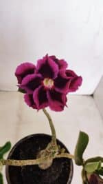 ENXERTO 12115  – 20cm (cor LM 973) - Imagem 3