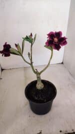 ENXERTO 12115  – 20cm (cor LM 973) - Imagem 4