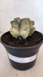 ASTROPHYTUM cv KIKKO FUKURYU "Variegata" Nº 1010 – vaso 15 - Imagem 2