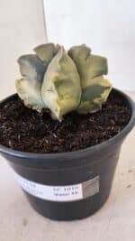 ASTROPHYTUM cv KIKKO FUKURYU "Variegata" Nº 1010 – vaso 15 - Imagem 11