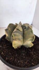 ASTROPHYTUM cv KIKKO FUKURYU "Variegata" Nº 1010 – vaso 15 - Imagem 8