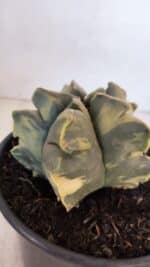 ASTROPHYTUM cv KIKKO FUKURYU "Variegata" Nº 1010 – vaso 15 - Imagem 6