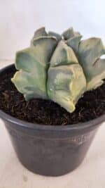 ASTROPHYTUM cv KIKKO FUKURYU "Variegata" Nº 1010 – vaso 15 - Imagem 10