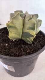 ASTROPHYTUM cv KIKKO FUKURYU "Variegata" Nº 1010 – vaso 15 - Imagem 9