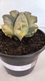 ASTROPHYTUM cv KIKKO FUKURYU "Variegata" Nº 1010 – vaso 15 - Imagem 7