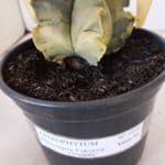 ASTROPHYTUM cv KIKKO FUKURYU "Variegata" Nº 1010 – vaso 15