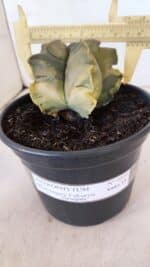 ASTROPHYTUM cv KIKKO FUKURYU "Variegata" Nº 1010 – vaso 15