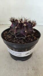 GYMNOCALYCIUM Mihanovichii Purple Nº 573 – vaso 11 - Imagem 2